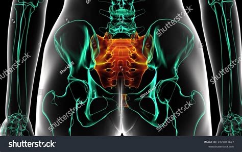 Human Skeleton Hip Bones Anatomy 3d Stock Illustration 2227812627