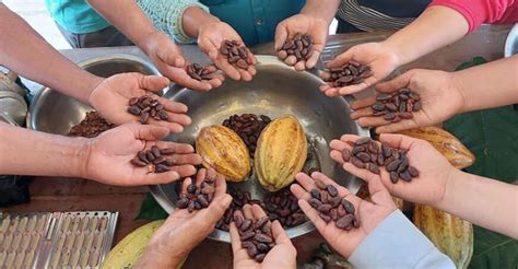 ¡hoy Se Celebra El Día Del Cacao Y Chocolate Peruano