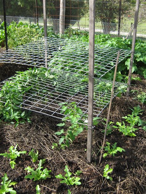 Lateral Trellis Good For Growing Tomatoes No More Tomato Cages