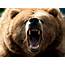Funny Brown Bears New Photos/Pictures 2012  Animals