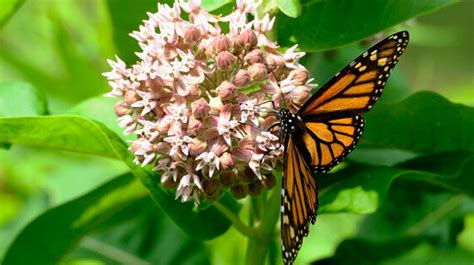 Got Milkweed Monarch Butterflies Still Need Your Help Huffpost