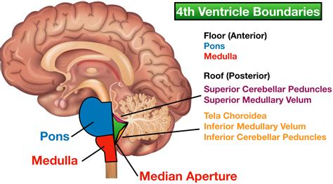 Ventricles Of The Brain Labeled Anatomy Function Csf Flow