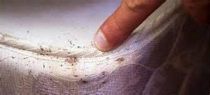 With the summer heat on its way, it is time to discuss one of the more unpleasant aspects of warmer weather: How to Get Rid of Bedbugs | Online Pest Control