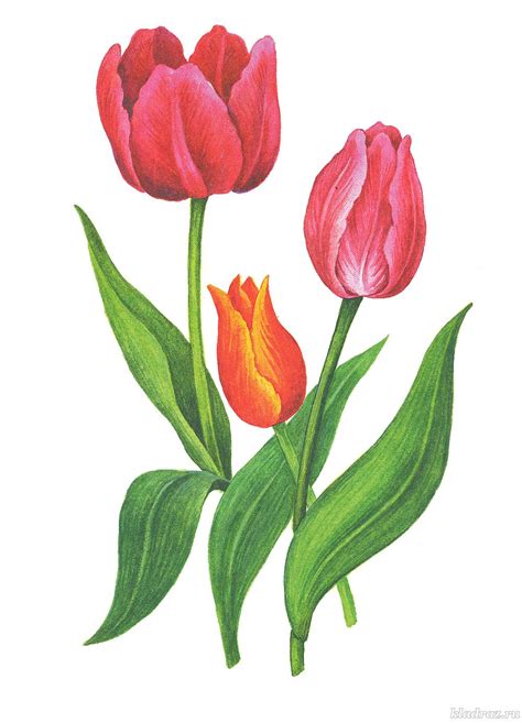 Tulip Flower Drawing Easy With Color Draggolia