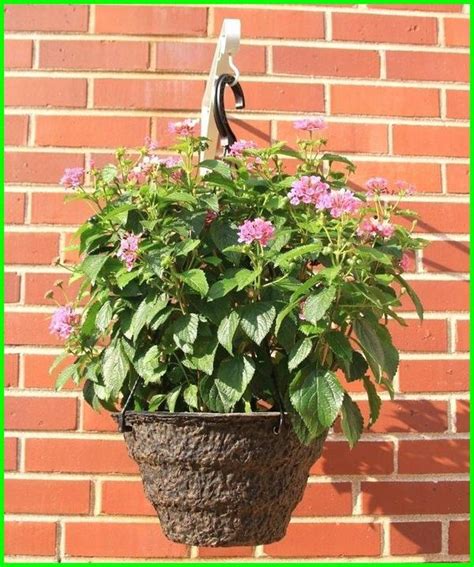 Mengembangkan peace lily di dalam pot cukup mudah. Bunga Gantung , Tanaman Hias Gantung Beserta Nama Latinnya ...
