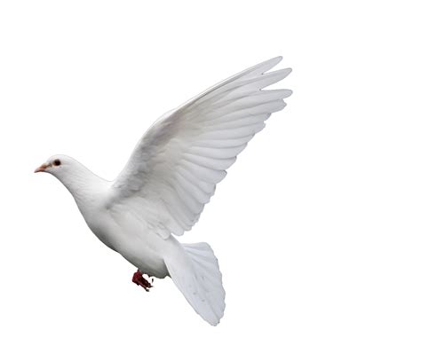 Rock Dove Columbidae Goose Doves As Symbols Pigeon Png Download