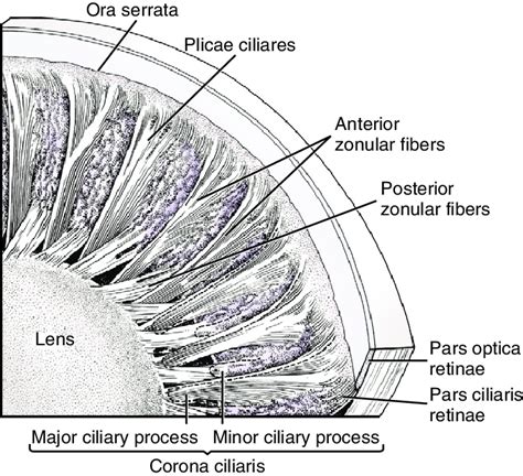 Posterior Aspect Of Ciliary Body Ciliary Zonule And Lens Download