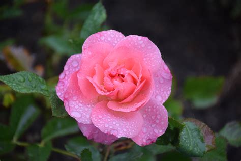 Free Images Nature Flower Petal Raindrop Romantic Pink Flora Shrub Floribunda Rose