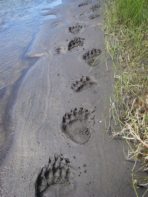 Bear Tracks On The Meshik River Bear Tracks At The Outlet Flickr