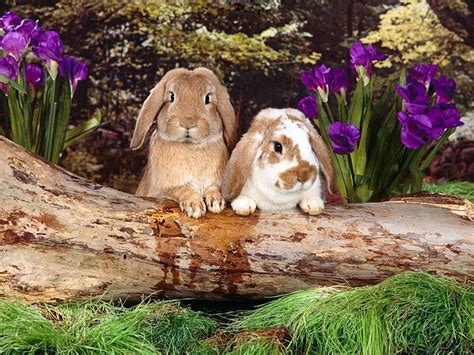 Bunny Spring Wallpapers Wallpaper Cave