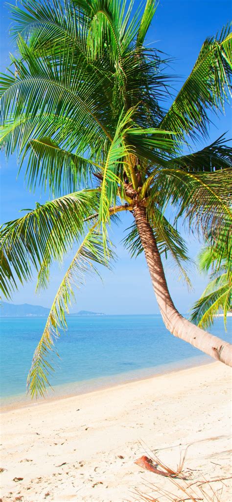 Beach Palm Trees Sea Tropical Summer 1125x2436 Iphone 11 Proxsx