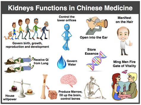 All About The Tcm Kidneys Acupro Academy Acupuncture Online Courses