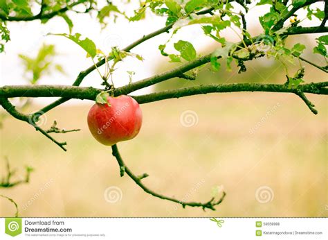 Apple Dans L Arbre Photo Stock Image Du Pomme Fruits 59558988
