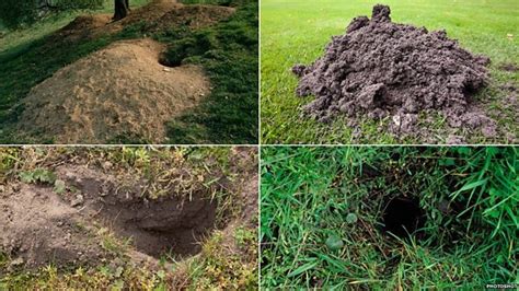 BBC Two - The Burrowers: Animals Underground