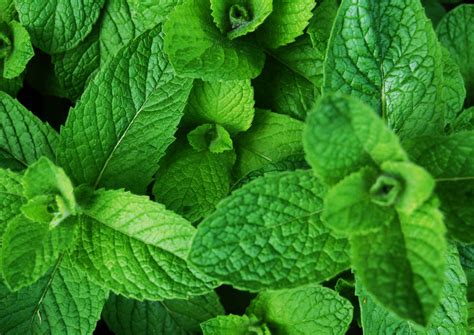 Mint Discover The Magic Of Menthol