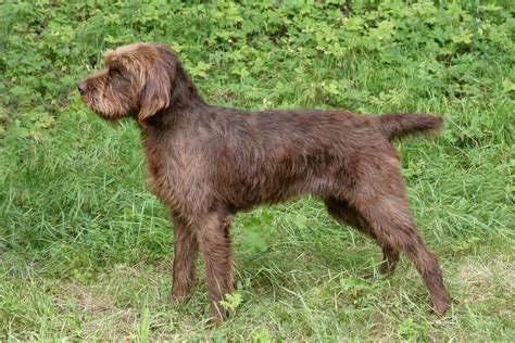 Deal direct with a registered breeder. Presenting the Pudelpointer: The Best Hunting Dog Around ...