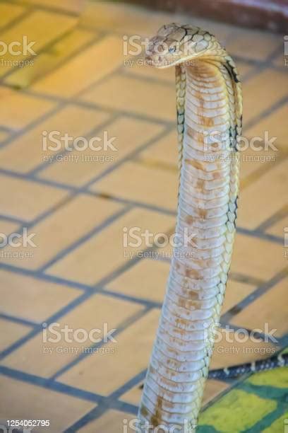 King Cobra The Worlds Largest Venomous Snake King Cobras Are
