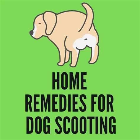 15 Reasons And 8 Home Remedies For Dog Scooting Oxford Pets