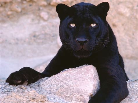Animals Panthers Black Panther 1600x1200 Wallpaper High