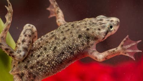 African Dwarf Frog Care Guide And Info Petsoid