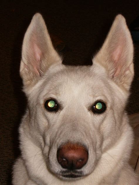 White German Shepherd Dogs Ophidian Farms