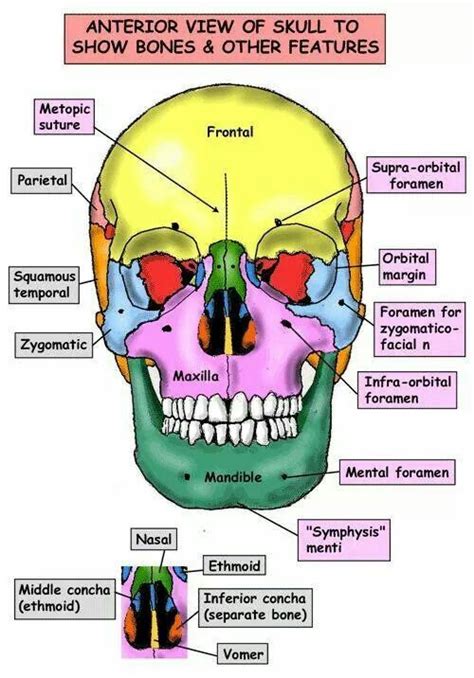 Head And Neck Anatomy Dental Anatomy Human Anatomy And Physiology