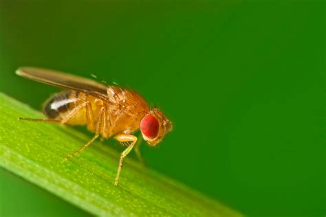 Fruit Fly Facts And Information Terro