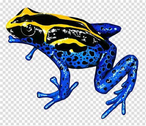 Tree Silhouette Toad Frog Poison Dart Frog True Frog Tree Frog