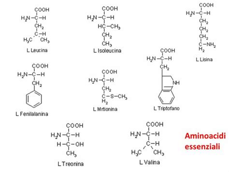 Aminoacidi Abc Di Biochimica