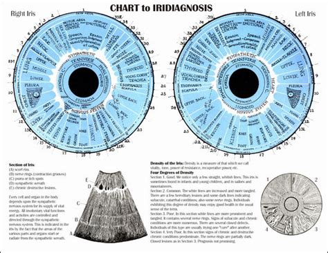 Iridiagnosis Iridology Chart