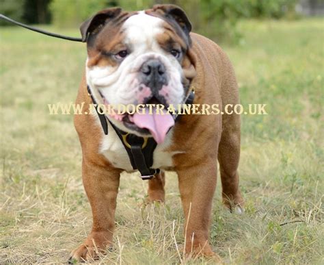 Does the dog in your life have a cat in theirs? English Bulldog Harness UK BEST Leather | Walking Dog Harness