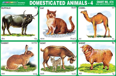 Jasart Kids Wall Chart Domestic Animals Animal