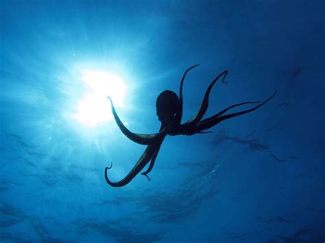 There Has To Be A Giant Octopus Out There Somewhere Scary But So