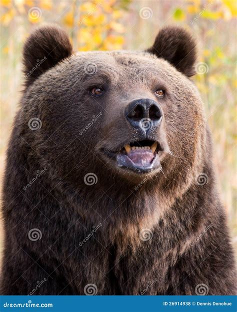 North American Brown Bear Grizzly Bear Stock Photo Image Of Grizzly