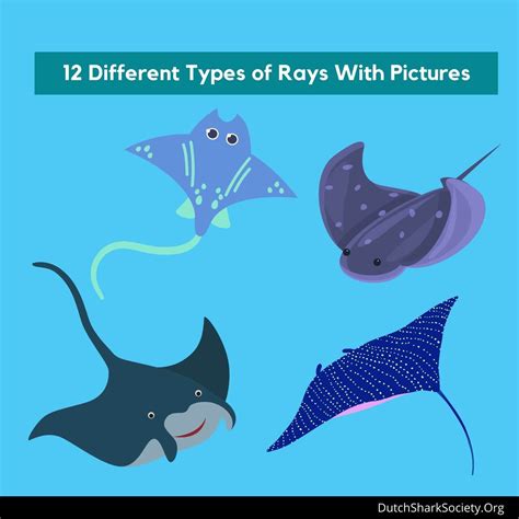 12 Different Types Of Rays With Pictures