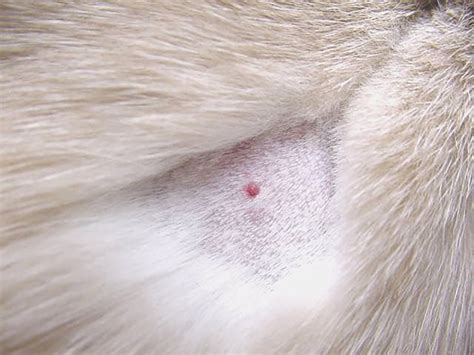 Skin Cancer On Cats Ears