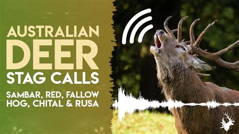 Australian Deer Stag Calls Sambar Red Fallow Hog Chital Rusa