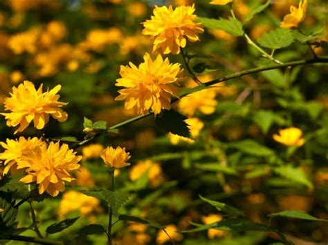 Yellow Flowering Bush Ontario Identify Yellow Flowering Bush Best