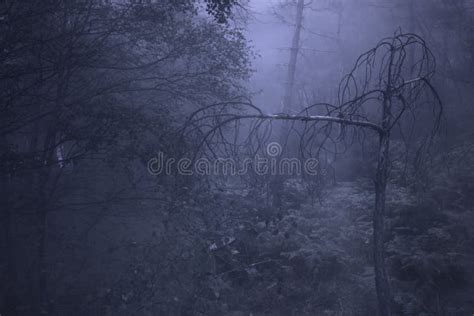 Foggy Woods At Night Stock Photo Image Of Fantasy Forest 191343802