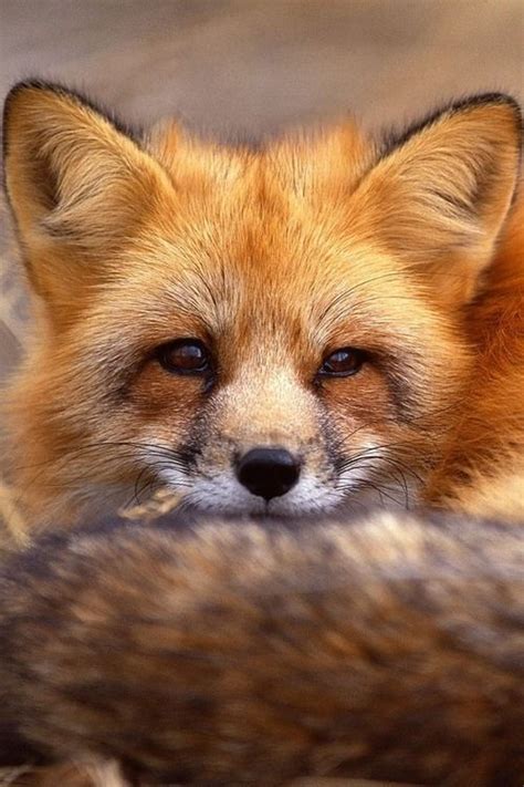 Pretty Fox Curled Up By Joel Sartore Pet Fox Animals Animals Beautiful