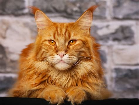 Orange Maine Coon The Unique And Eye Catching American Cat Breed