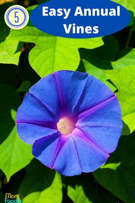 Grape vines can be extremely attractive and any edible yield of culinary grapes (or grapes for wines) is just an added benefit. Annual Flowering Vines For Shade - Annual Flowers for ...