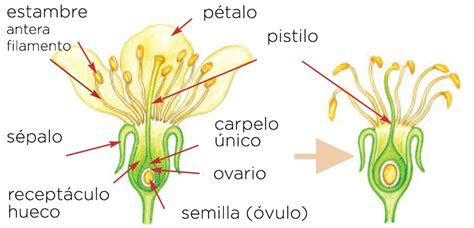 Cuales Son Los Organos Reproductores De La Flor Compartir Flores