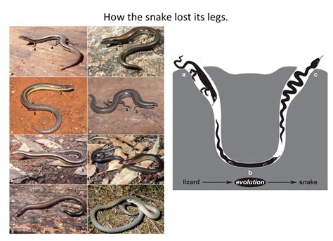How The Snake Lost Its Legs By Lewis I Held Jr