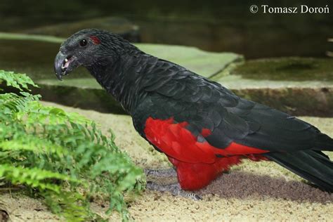 From a monetary point of view, the initial price of the bird will be a small fraction of the true cost of its care over the lifetime of your parrot. Pesquet's Parrot (Psittrichas fulgidus) - male. | ZooChat
