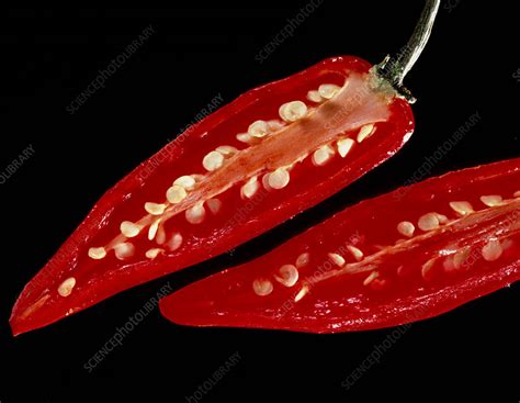 Sliced Red Hot Chillies Capsicum Annuum Stock Image H110 0741 Science Photo Library
