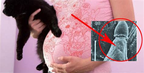 Nah, agar biduran tidak kambuh, maka kita jangan melanggar pantangan yang bisa memicu alergi. Mengejutkan!! Inilah Punca Sebenar Kenapa Kucing Harus ...