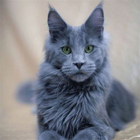 Discover The Enchanting Tale Of A Russian Blue Mix Cat A Mesmerizing