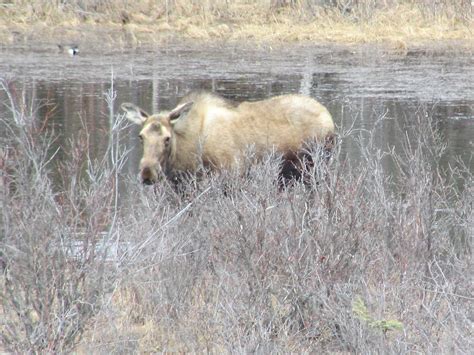 Yukon Canadian Moose Photograph By Janice Walz