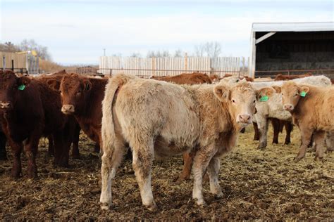 10 Tips To Maximize Your Profit Raising Beef Cattle Arrowquip